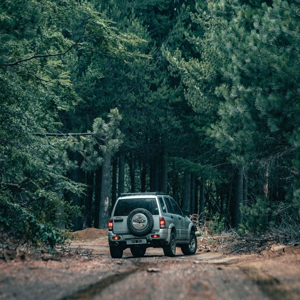 Car Stranded in the Forest